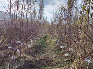 قیمت نهال بادام رقم خوشه ای در شهر ابریشم