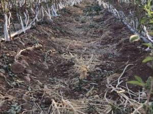 قیمت نهال بادام رقم آمریکایی در فریدون شهر