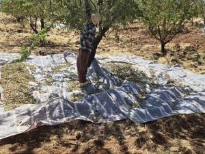 قیمت نهال بادام رقم نان پاریل در زرین شهر