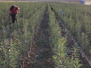 قیمت نهال بادام منقا با کیفیت در مبارکه