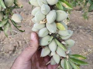 فروش عمده نهال بادام دژکرد در تیران