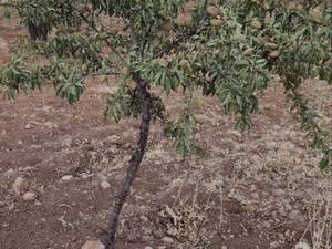 قیمت نهال بادام ربیع با کیفیت در داران