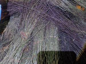 قیمت نهال بادام آذر با کیفیت در فولادشهر