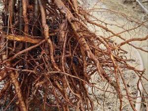 فروش عمده نهال بادام سوپر نوا در شاهین‌شهر