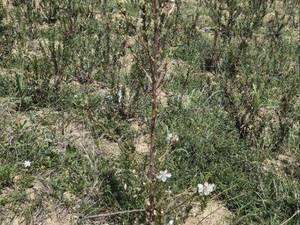 قیمت نهال بادام شاهرودی رقم 12 در نجف‌آباد