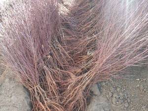 خرید نهال بادام شاهرودی با تحویل در خمینی‌شهر