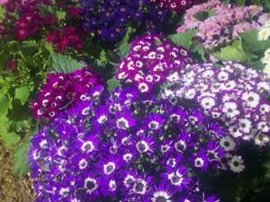 فروش عمده گل فصلی و زینتی اصفهان