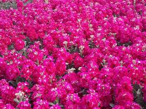 فروش عمده گل فصلی و زینتی اصفهان