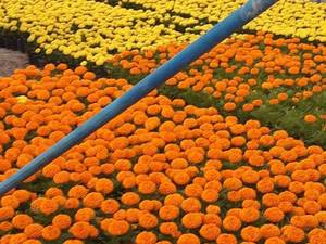 فروش عمده گل فصلی و زینتی اصفهان