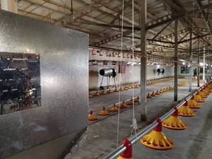 خرید تجهیزات مرغداری گوشتی تمام اتومات در رشت