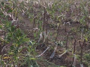 فروش عمده نهال بادام آذر رضوانشهر