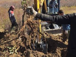 قیمت نهال بادام رقم دژکرد در سفید شهر