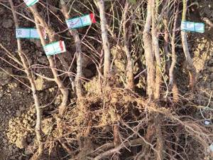 قیمت نهال بادام شاهرودی رقم 12 در محمد آباد