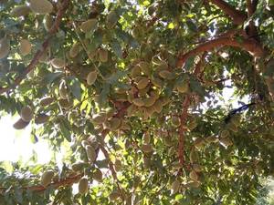 قیمت نهال بادام شاهرودی رقم 8 در شیراز