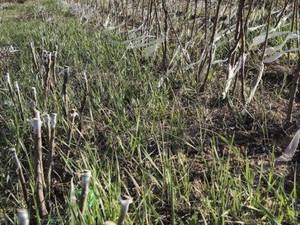 قیمت نهال بادم رقم تونو در علویجه