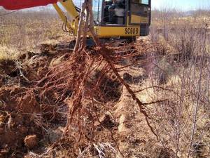 قیمت عمده نهال بادام رقم دژکرد در شیراز 