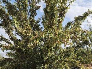 قیمت نهال بادام شاهرودی رقم ۱۲ حسن‌آباد