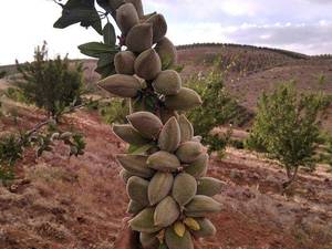 قیمت نهال بادام شاهرودی رقم ۸ شیراز