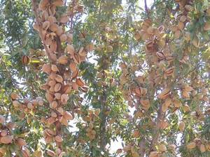 قیمت نهال بادام شاهرودی رقم 7 در سده اصفهان