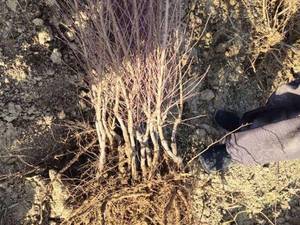 قیمت نهال بادام رقم تونو در نیک آباد