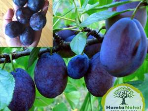 فروش نهال آلو اصلاح شده در مشهد