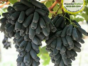 خرید انواع درخت میوه برای باغ در مشهد