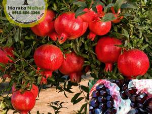 فروش نهال انار واندرفول در مشهد