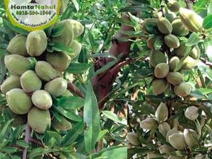 نهال بادام شاهرودی اصلاح شده در خراسان رضوی