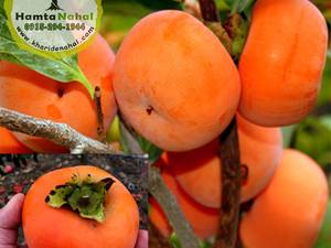 خرید نهال خرمالو گوجه ای در درگز