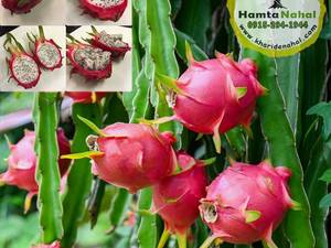 قیمت دراگون فروت قرمز در مشهد