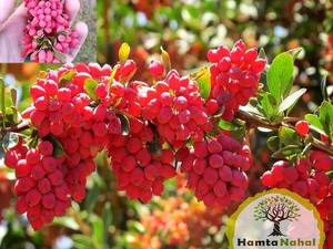 فروش عمده زرشک بیرجند