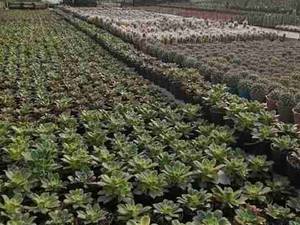 خرید  گل و کاکتوس در اصفهان