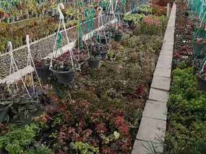 خرید  گل و کاکتوس در اصفهان