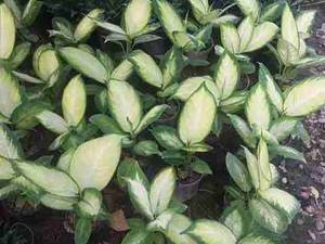 فروش گل دیفن سفید