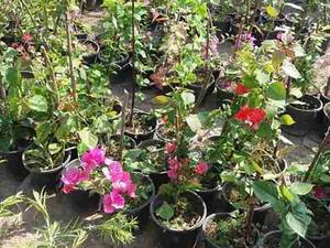 فروش گل کاغذی در رنگهای مختلف
