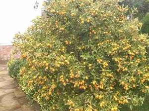 فروش نهال کامکوات