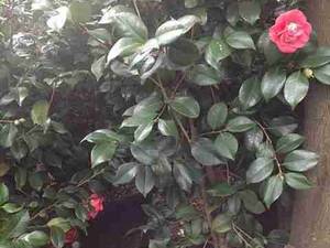 کاملیا در سایزهای مختلف