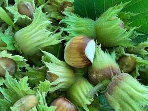 فندق درجه یک ارگانیک