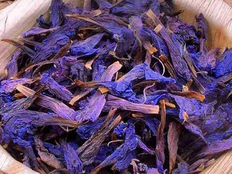 گل گاو زبان