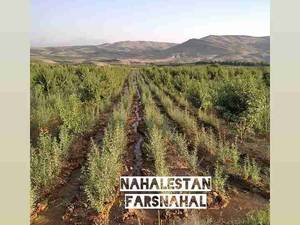 نهالستان تخصصی فارس نهال