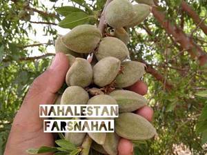 نهالستان تخصصی فارس نهال