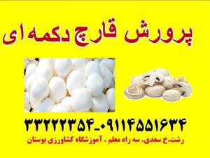 دوره آموزشی پرورش قارچ دکمه ای