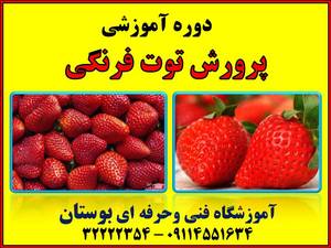 دوره آموزشی پرورش توت فرنگی