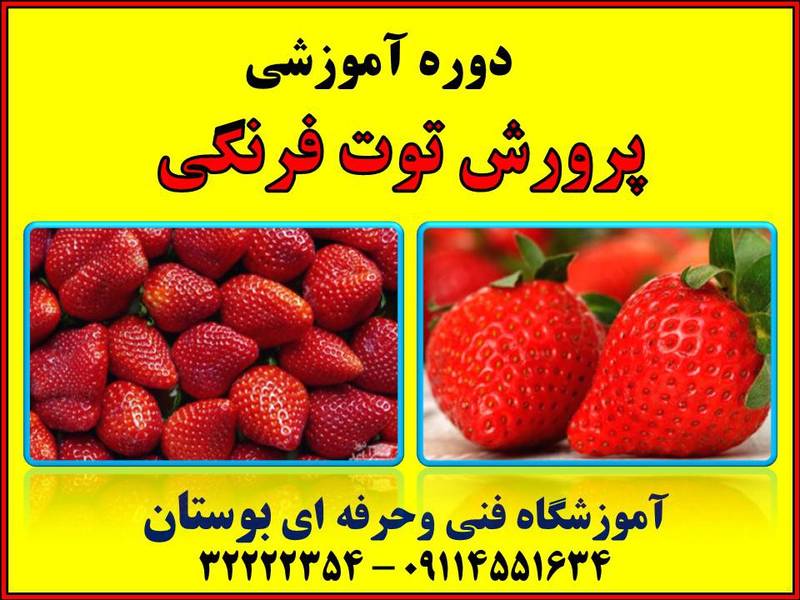 دوره آموزشی پرورش توت فرنگی