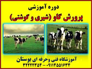 شروع دوره آموزشی پرورش گاو شیری و گوشتی
