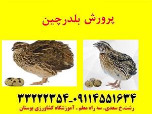 دوره آموزشی پرورش دهنده بلدرچین