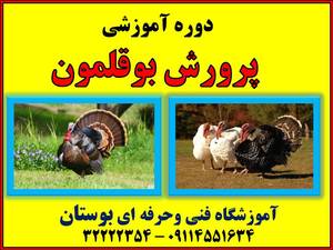 دوره آموزشی پرورش دهنده بوقلمون گوشتی