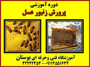 دوره آموزشی پرورش دهنده زنبور عسل