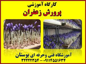 کارگاه آموزشی تولید زعفران به روش ایروپونیک