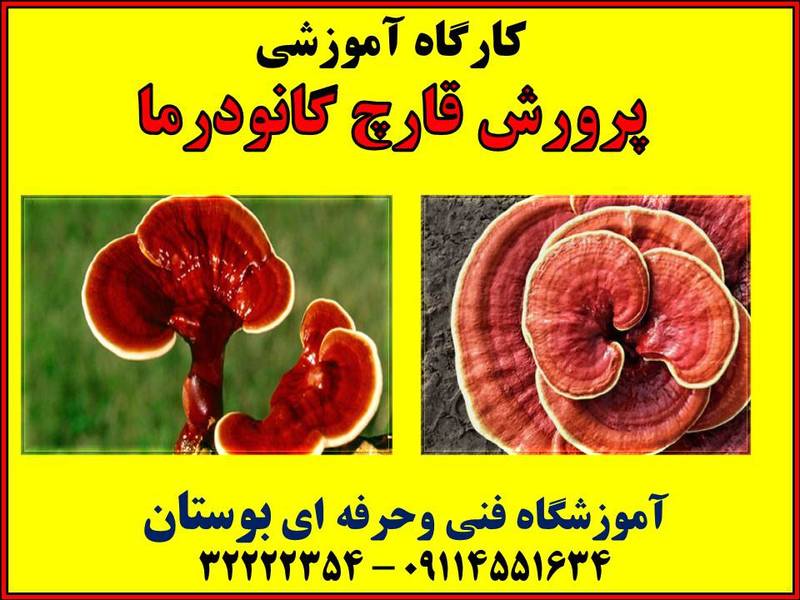 شروع کارگاه آموزشی پرورش قارچ گانودرما